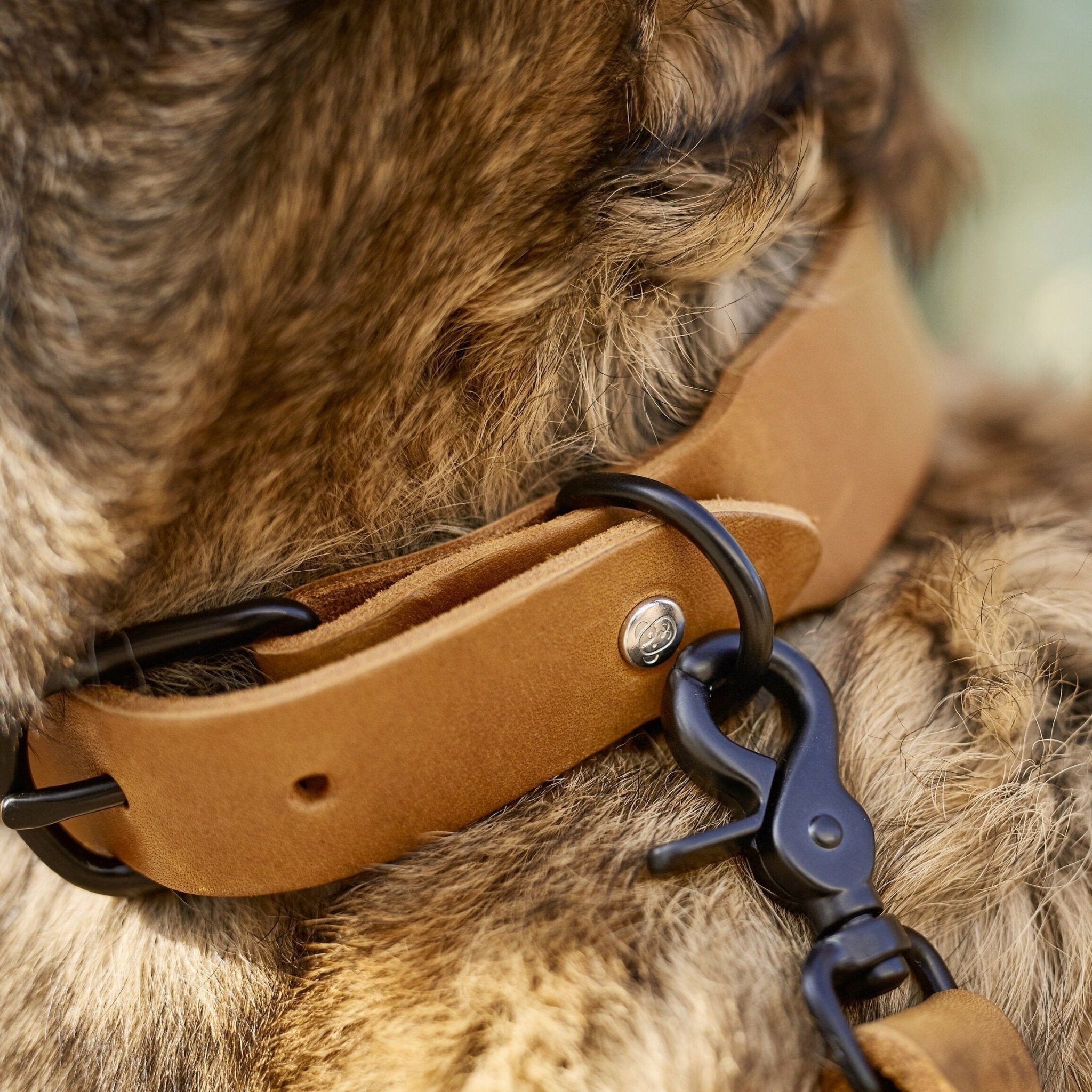 PGILA02015S - Giro kaulapanta - Hunaja - Muotitassu