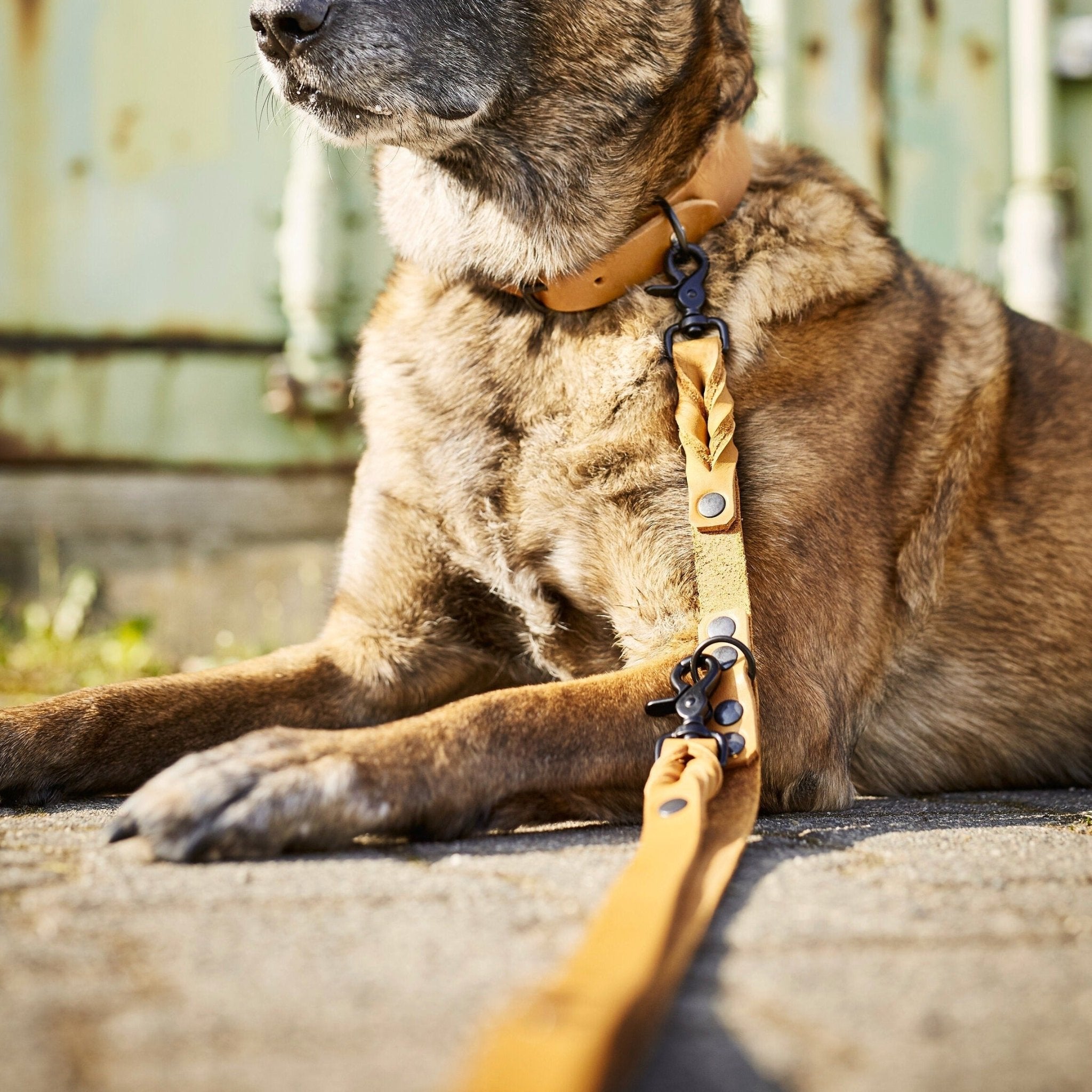 PGILA02037S - Giro talutushihna 2 m - Hunaja - Muotitassu