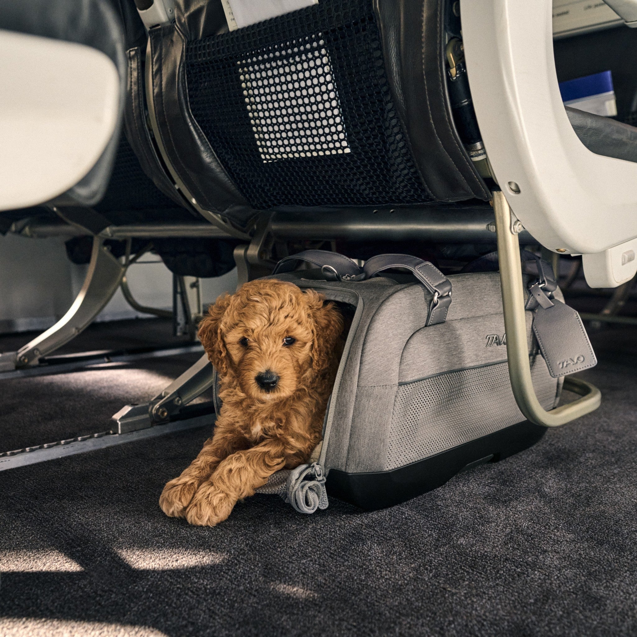 Lentomatkustaminen koiran kanssa – opas turvalliseen matkaan