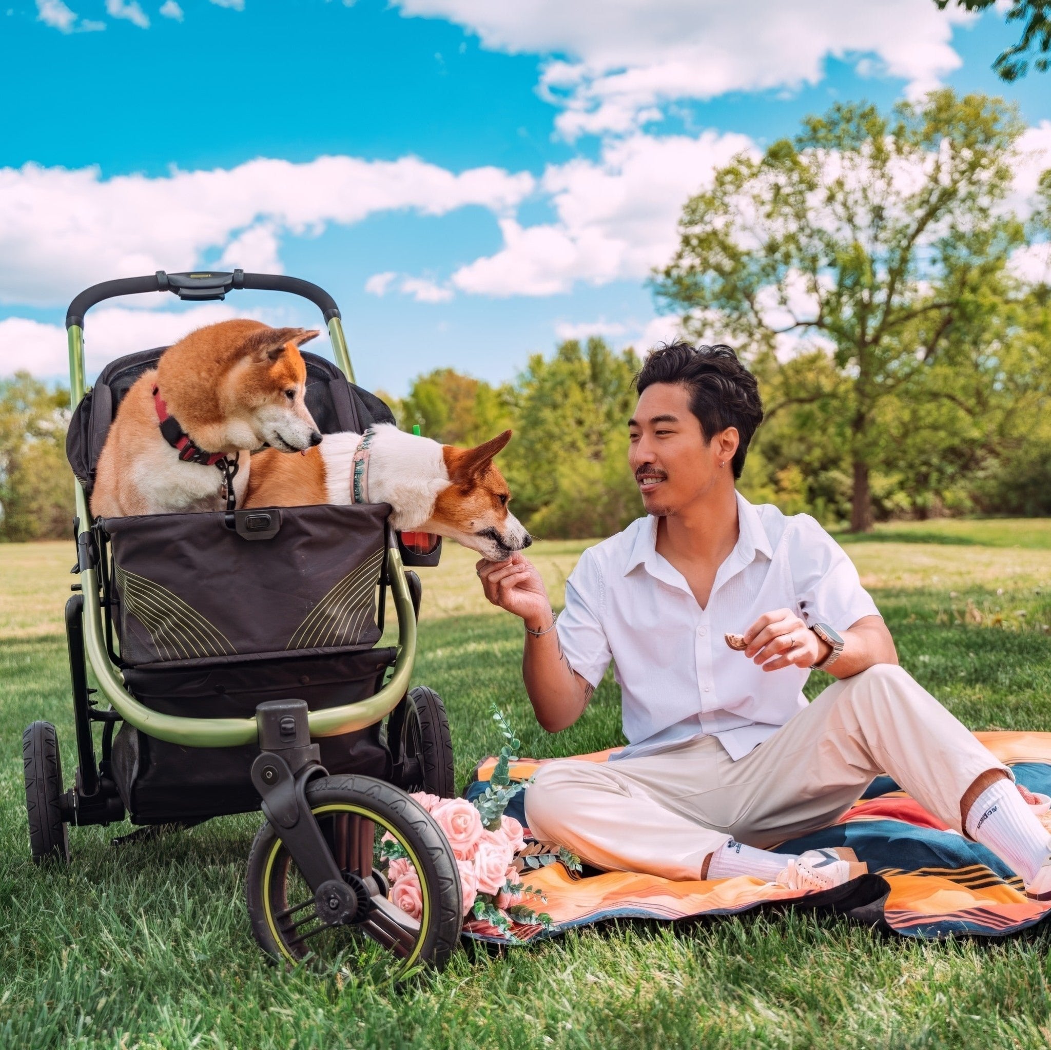 Man feeding an dog sitting in a stroller