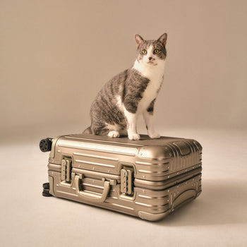 Lentomatkustaminen kissan kanssa – näin valmistaudut oikein - Muotitassu