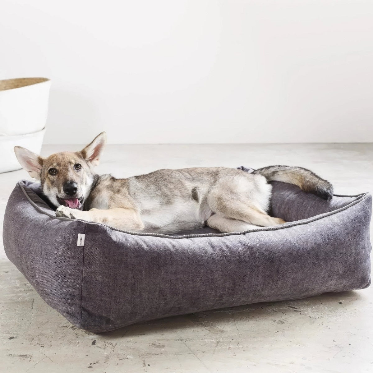 Ortopedinen sänky koiran nivelvaivojen hoidon tukena - Muotitassu