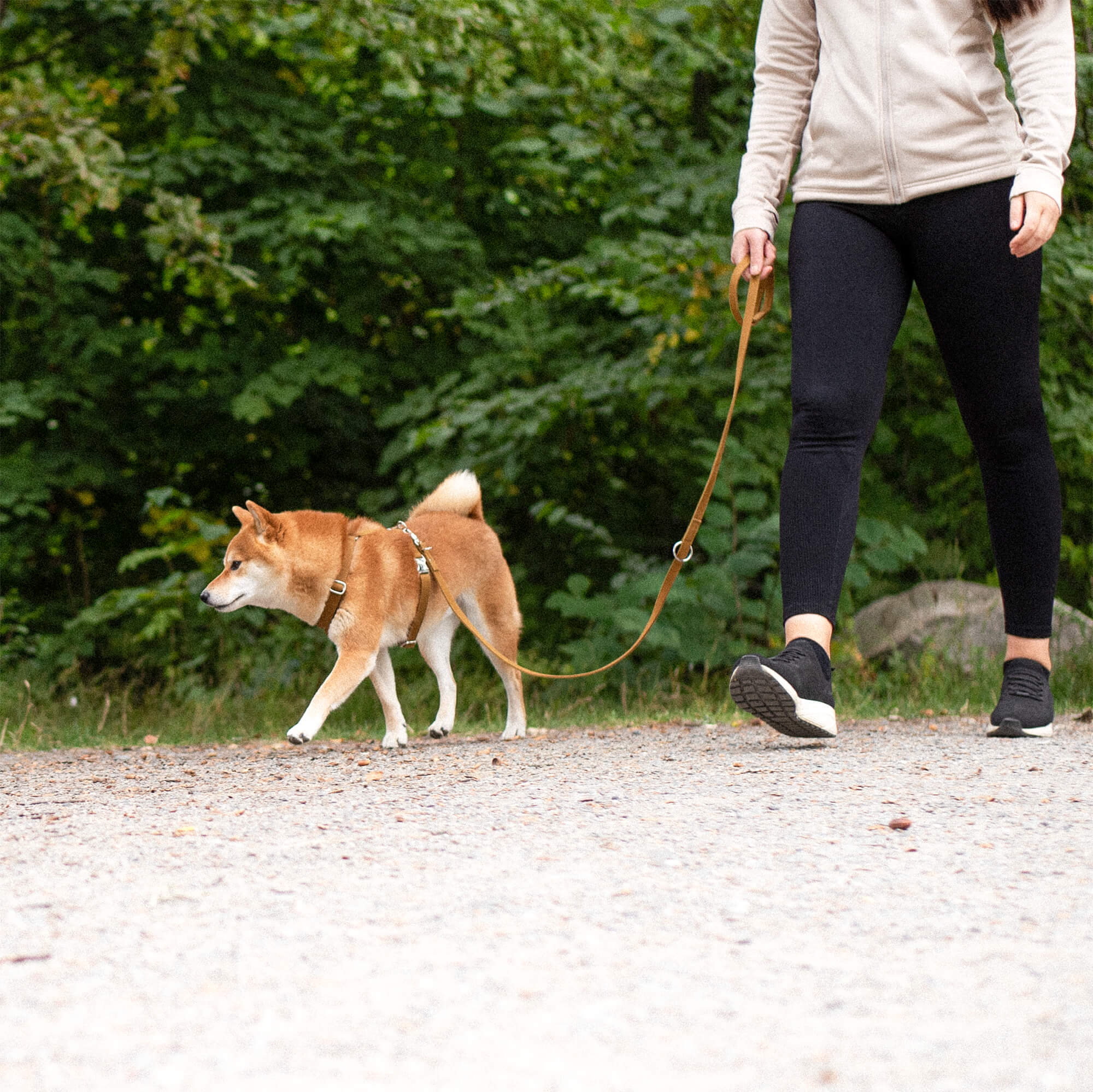 Shiba inu kävelee hihnassa Denjo Dogs Signature Go -valjaissa metsäpolulla - Muotitassu