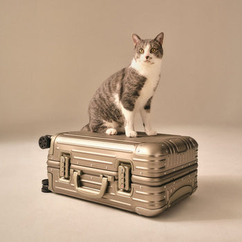 Tyylikäs kissan kuljetuslaatikko – Lyhyt opas sujuvaan matkustamiseen - Muotitassu