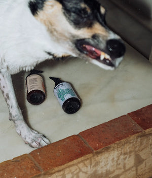 Koira ja HotDog Pets shampoo- ja hoitoainepullot
