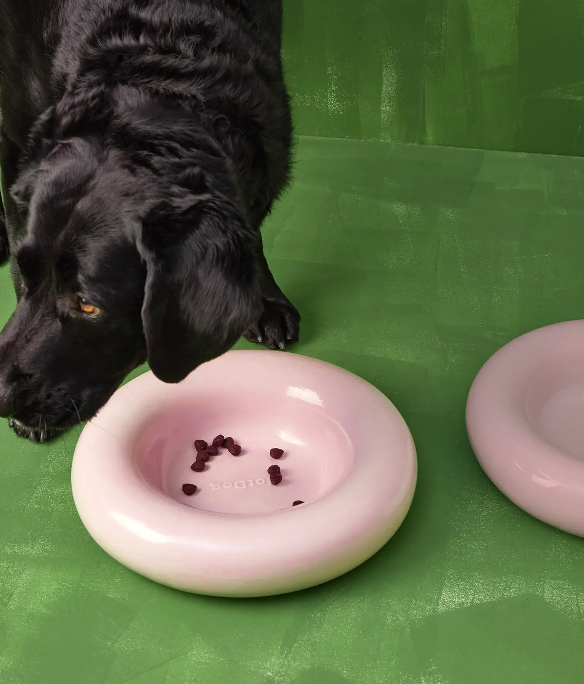 Musta labradori syö kuivaruokaa roosasta posliinikulhosta