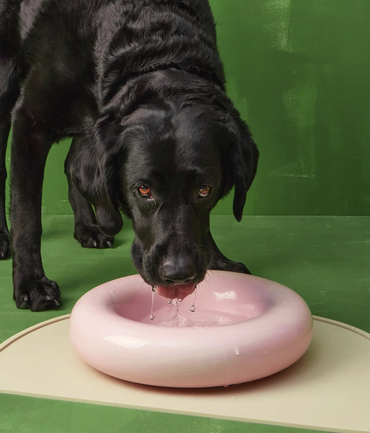 Musta labradori juo vettä roosasta posliinikulhosta