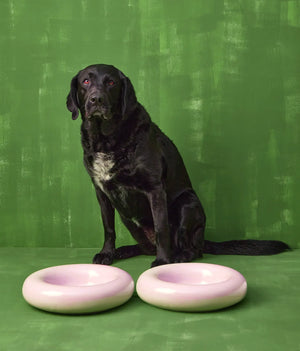 Musta labradori istuu kahden roosan posliinikulhon vieressä