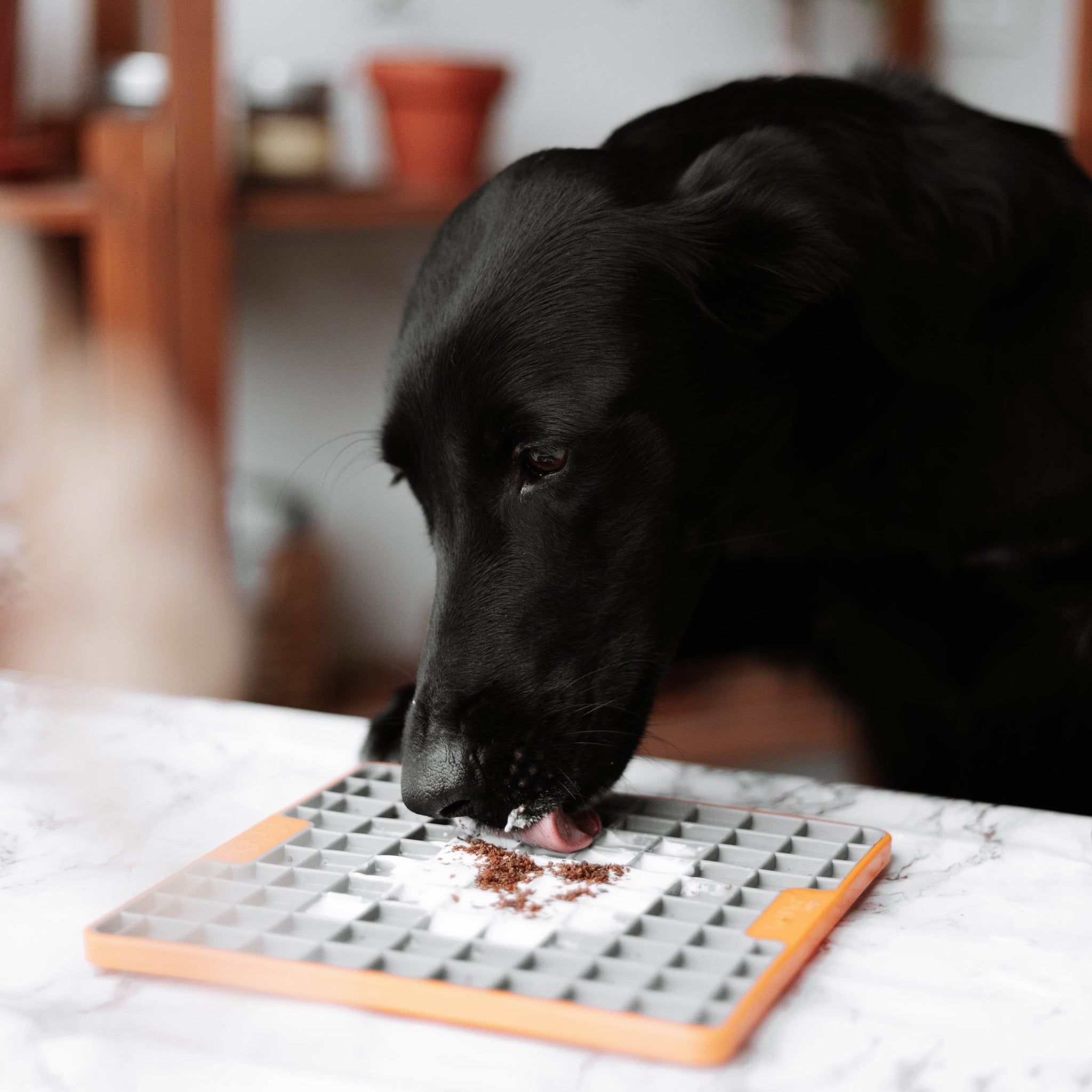 PTOMR05875S - Herkullinen lisuke koirille ja kissoille - Iberian sika - Muotitassu